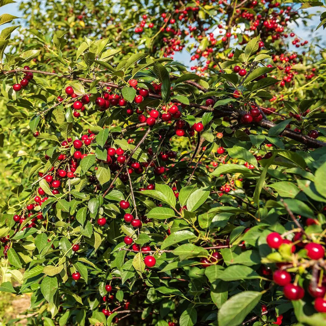Pure Cherry Kernel Oil