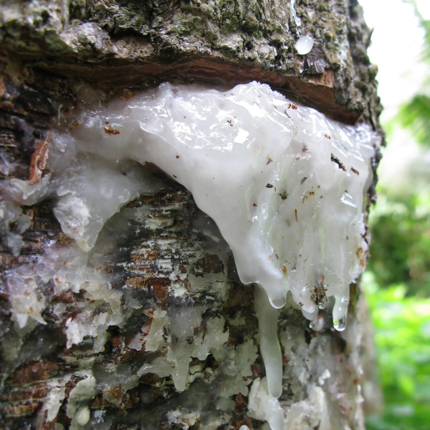 Pure Elemi Essential Oil