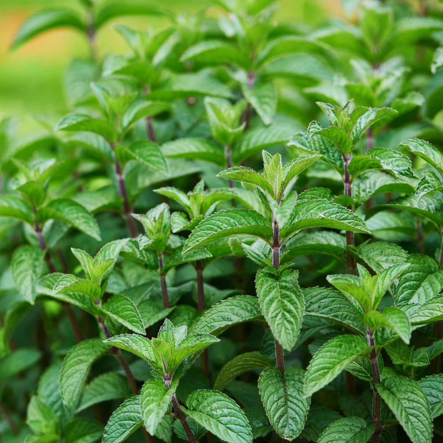 Pure Peppermint Essential Oil