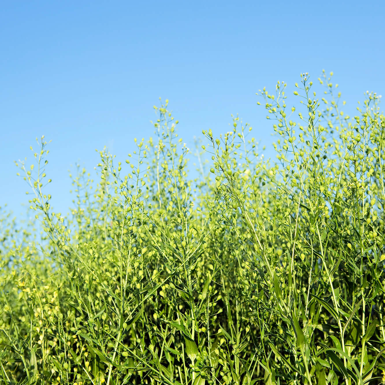 Camelina Oil – Cold Pressed "Gold of Pleasure"