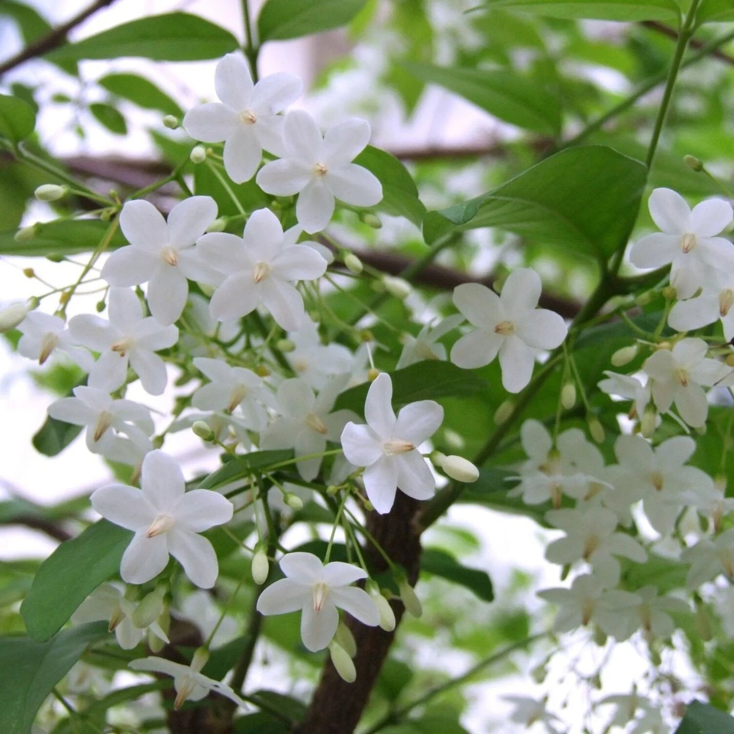 Pure Jasmine  Essential Oil