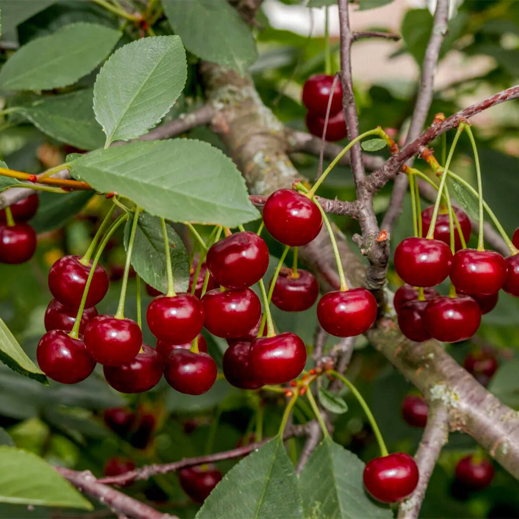 Pure Cherry Kernel Oil