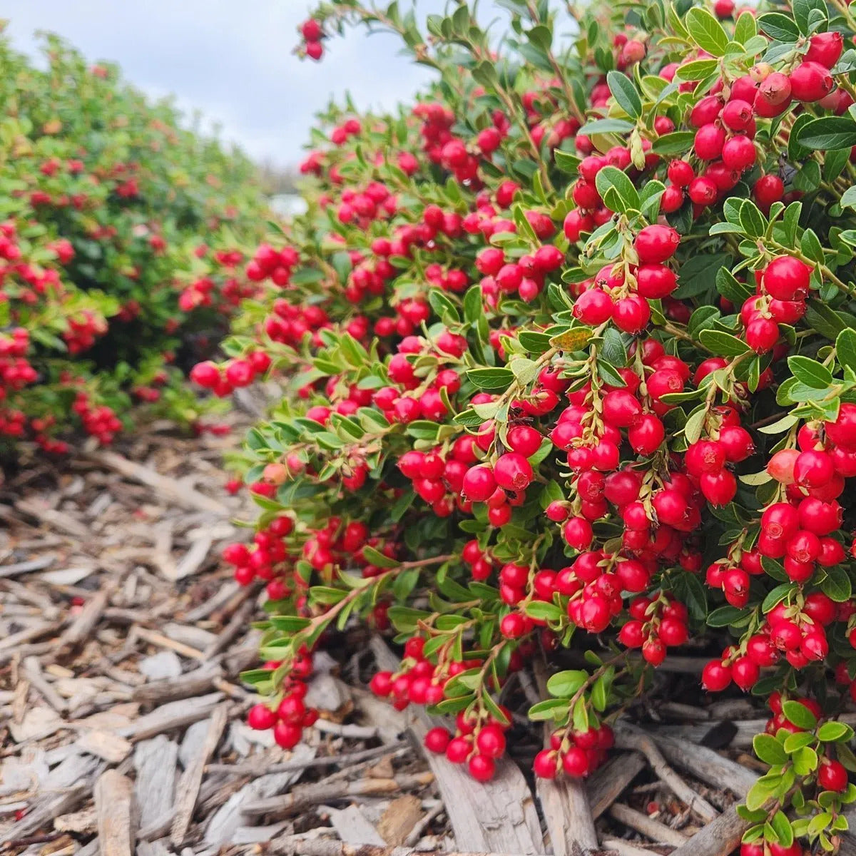 Pure Lingonberry Seed Oil Cold Pressed Botanical Oil | Nordic Inspired - 0.5 fl oz / 1 fl oz / 2 fl oz / 4 fl oz