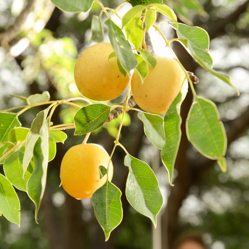 Pure Marula Organic Oil