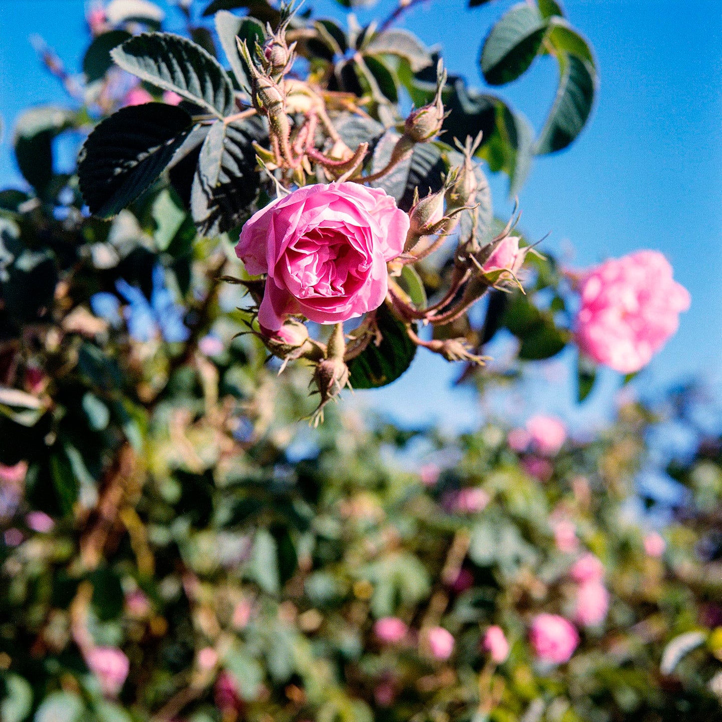 Hyaluronic Acid Serum with Rose Water