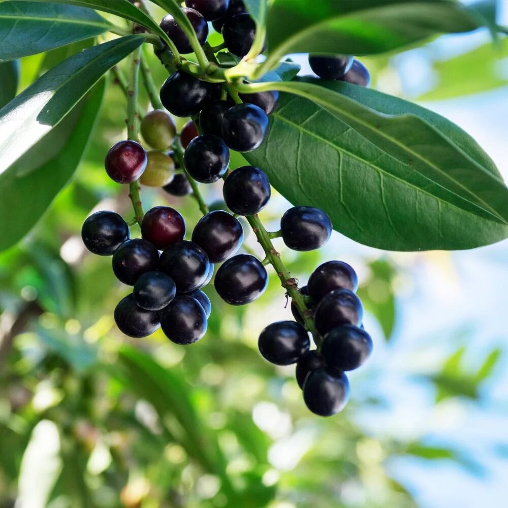 Pure Laurel Berry Oil