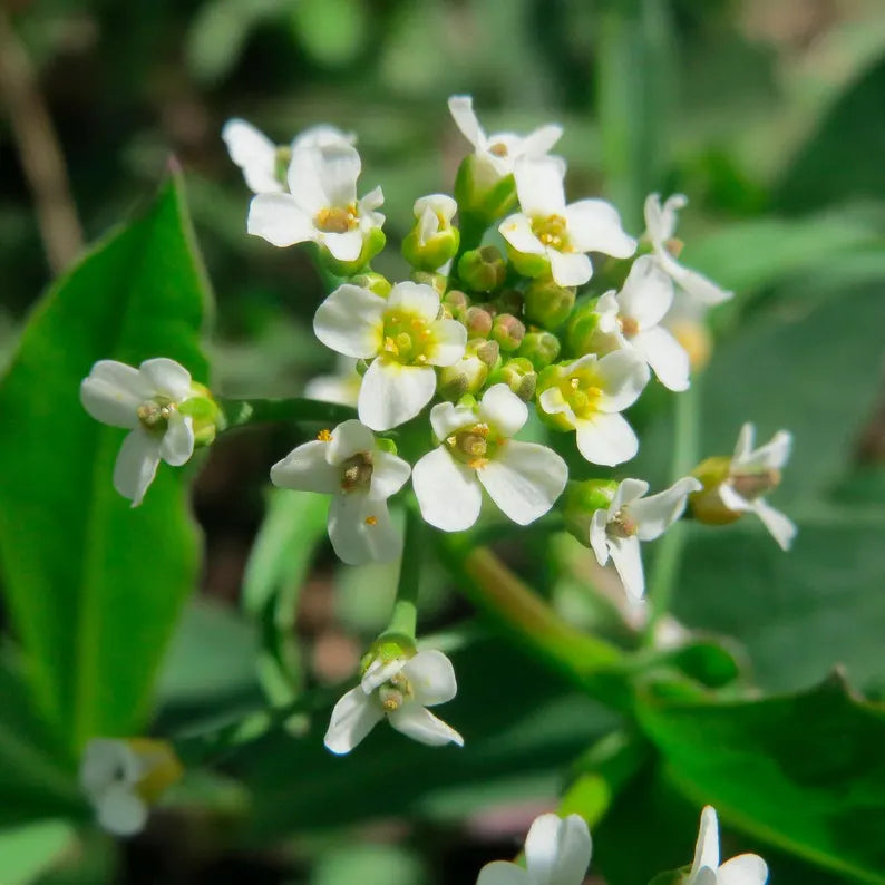 Abyssinian (crambe) seed Oil