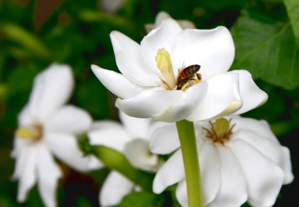 "Blossom Euphoria" Organic Bath Bomb in kraft box - 5 oz