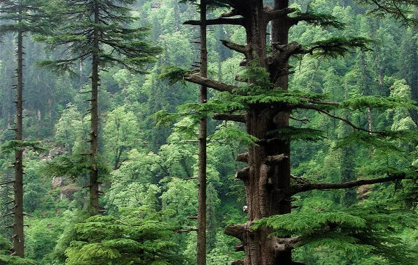 "Cedarwood" Organic Bath Bomb in kraft box - 5 oz