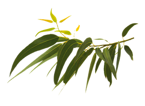 "Eucalyptus" Organic Bath Bomb in kraft box - 5 oz