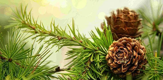 CEDAR BALSAM Soy Wax Candle in Tin Jar (6 oz)