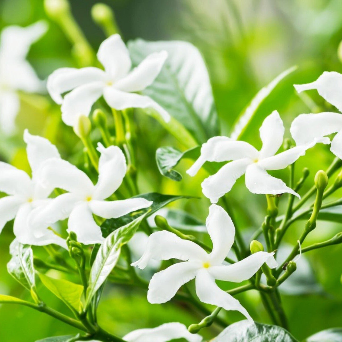 Pure Jasmine  Essential Oil