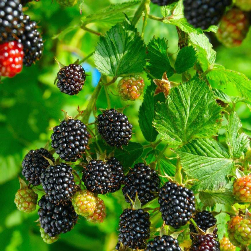 Pure Blackberry Seed Oil – 100% Botanical Plant Oil for Skin & Hair