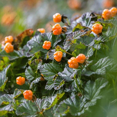 Pure Cloudberry Seed Oil Cold Pressed Botanical Oil | Nordic Inspired - - 0.5 fl oz / 1 fl oz / 2 fl oz / 4 fl oz