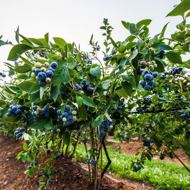 Pure Blueberry Seed Oil Cold Pressed – 100% Botanical Plant Oil | Natural Antioxidant Facial Oil