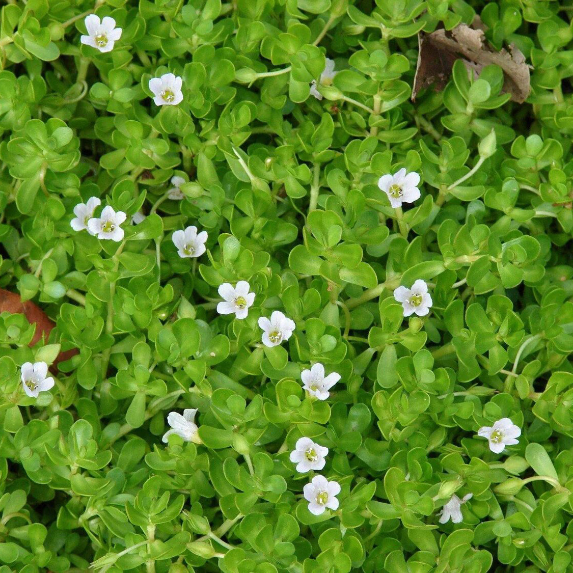 Pure Brahmi Oil