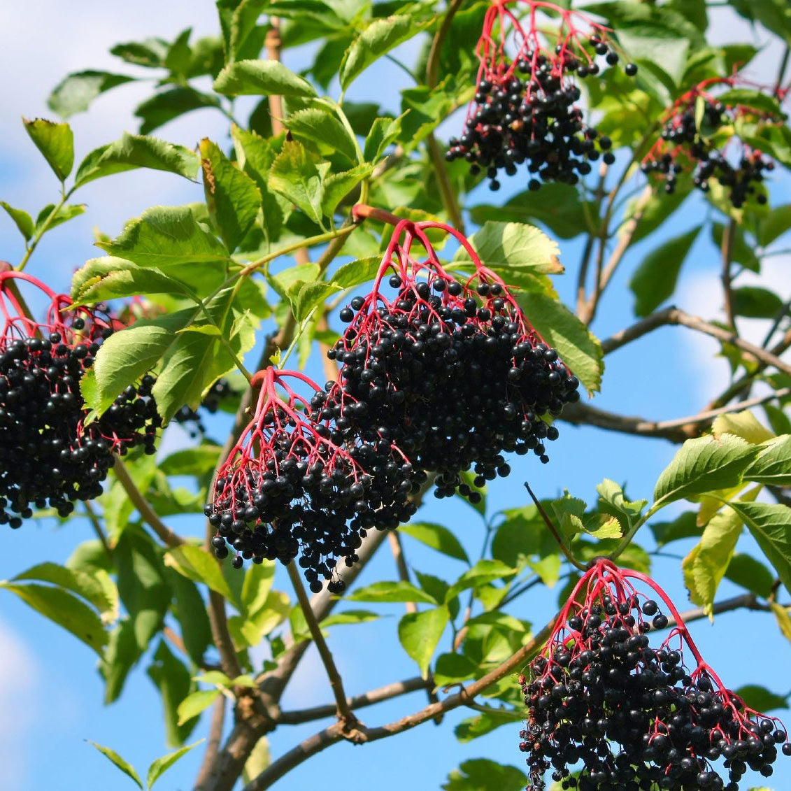 elderberry seeds to plant Pure Elderberry Seed Oil – Relaxcation