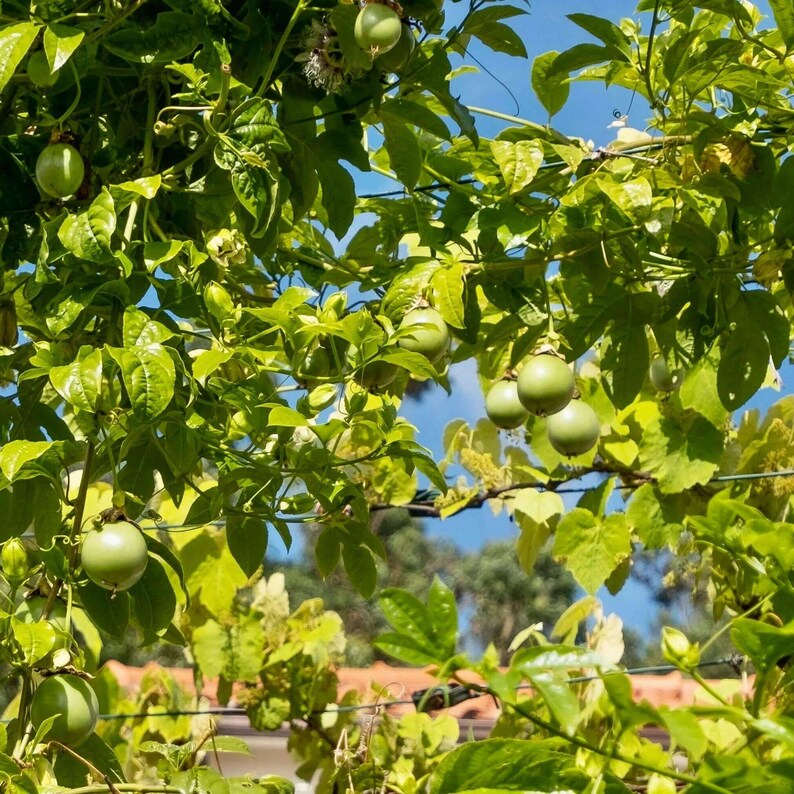 Pure Passion Fruit Oil