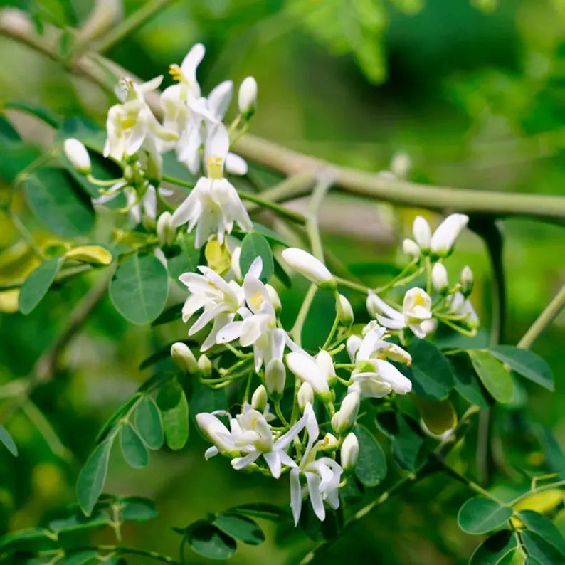 Moringa Seed Oil