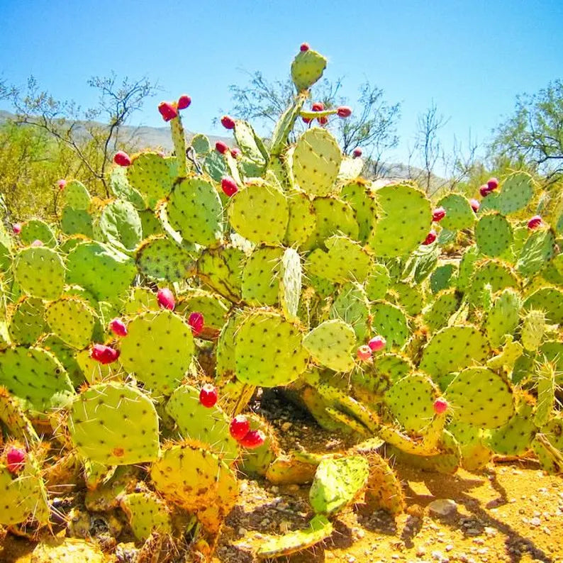 Prickly Pear Seed Oil