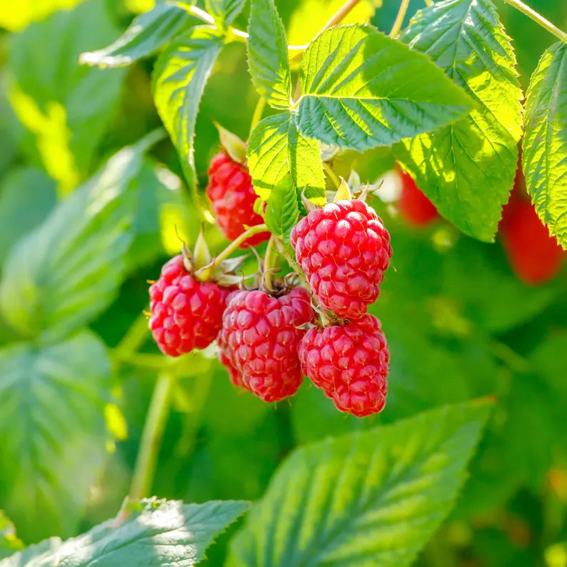 RED RASPBERRY Seed Oil