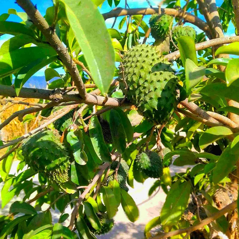 Soursop Graviola Guanabana Oil