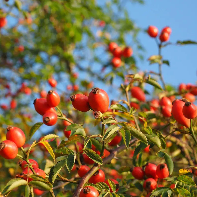 Rosehip Seed Oil