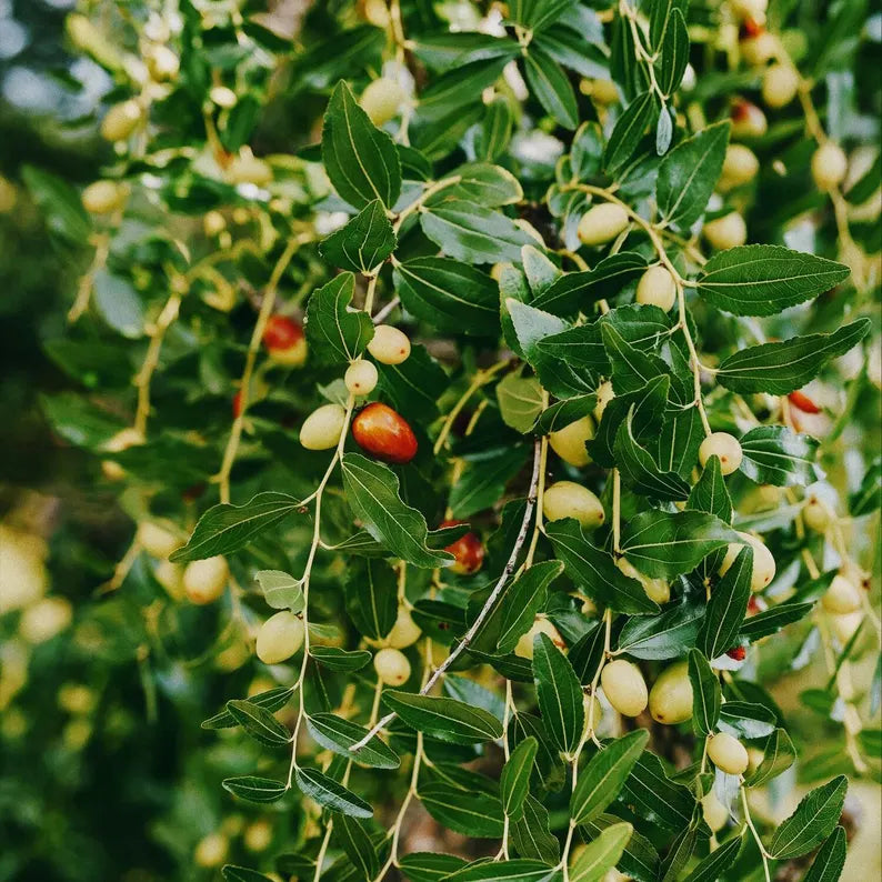 Jojoba oil