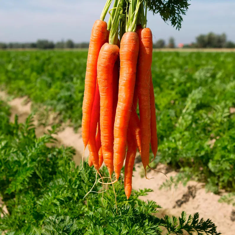 Carrot oil