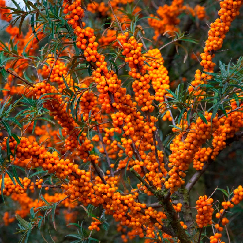 Organic Sea Buckthorn Essential Oil