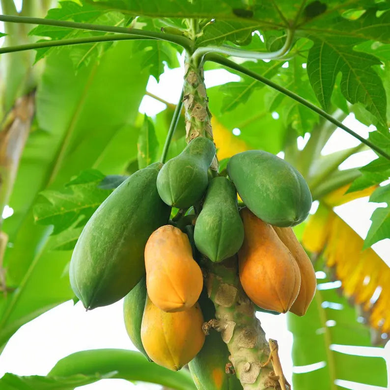 Papaya seed oil