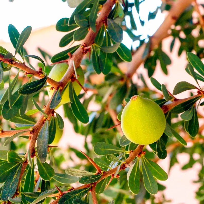 Moroccan Argan Oil