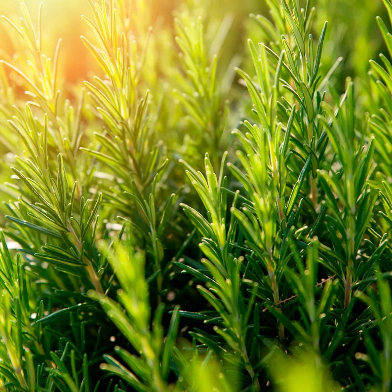 Rosemary essential oil