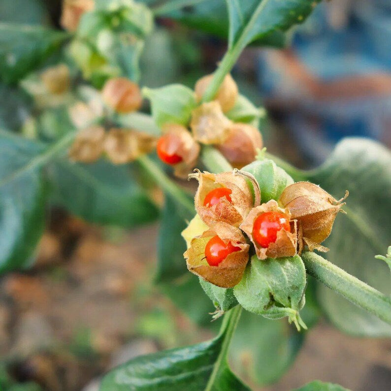 Ashwagandha Oil