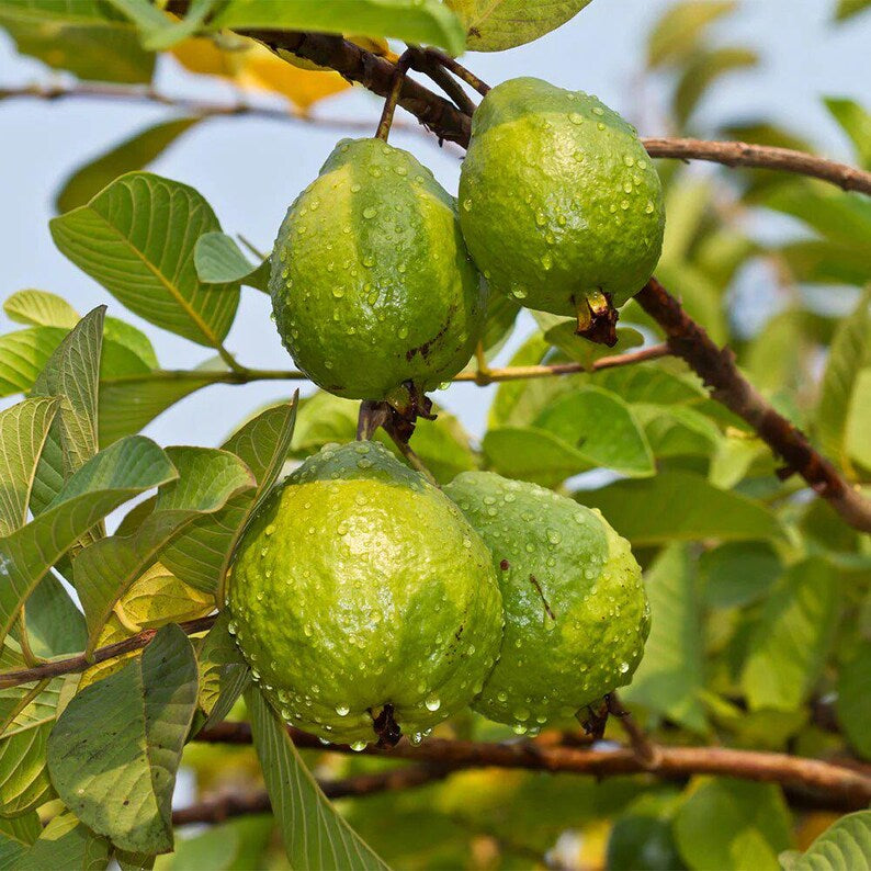 Guava Seed Oil