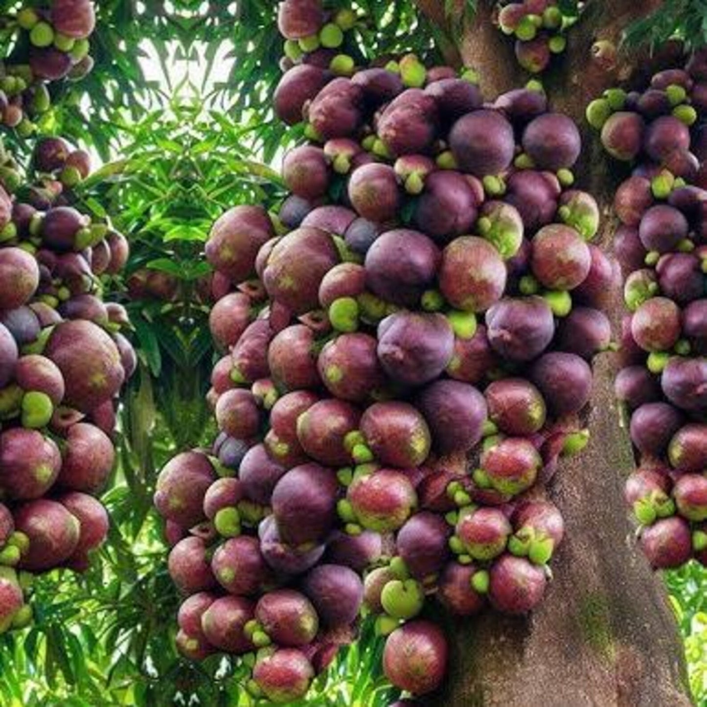 Pure Mangosteen Seed Oil Cold Pressed Unrefined | Garcinia Mangostana Oil for Skin Care, Hair Care, Scalp Moisture & DIY Beauty 0.5-4 fl oz